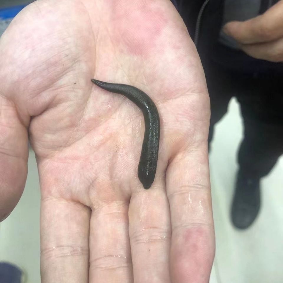 活体东北小黑条水蛭蚂蟥大量现货秒发死条包赔活体蚂鳖水蛭小黑条