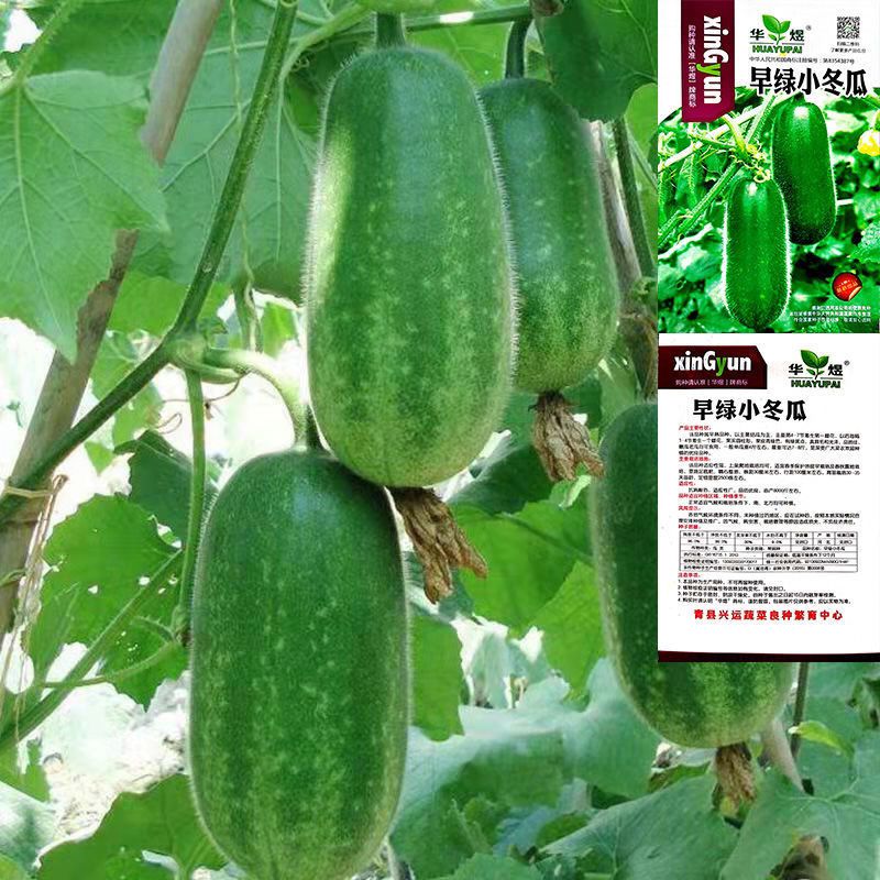 早绿小冬瓜种子毛冬瓜小节瓜迷你水果冬瓜早熟高产四季播蔬菜种孑