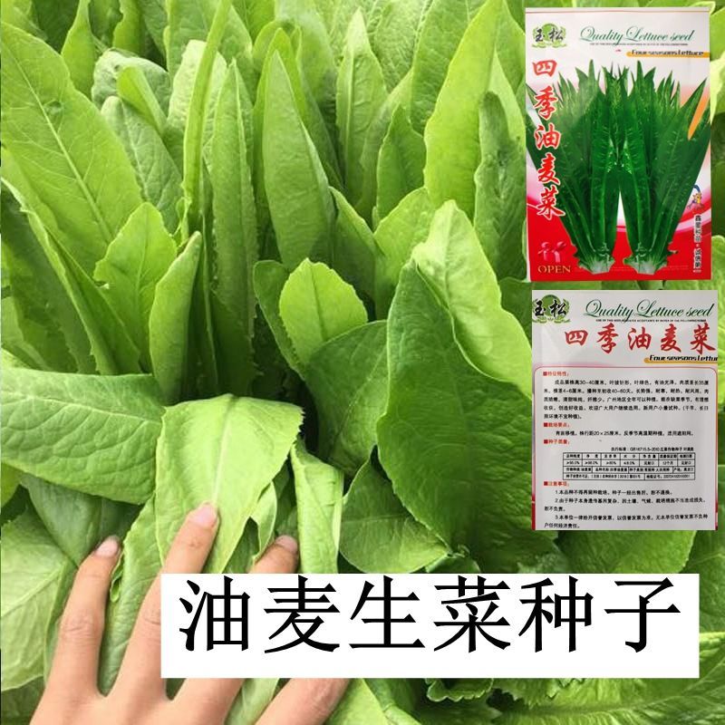 无斑香油麦菜种子红叶油麦菜春季夏季秋四季阳台盆栽青菜蔬菜种子