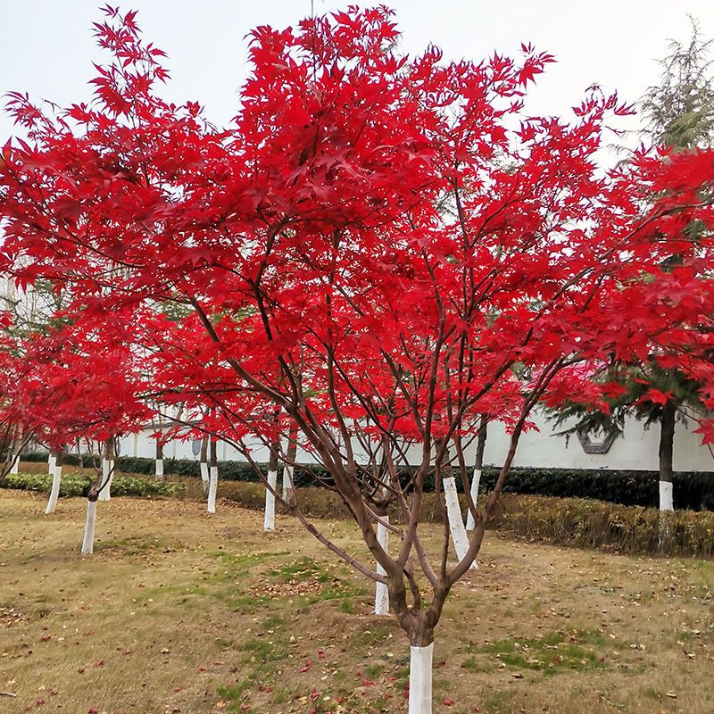 中国三季红红枫日本红舞姬红枫大树苗盆栽老桩庭院风景小苗苗木
