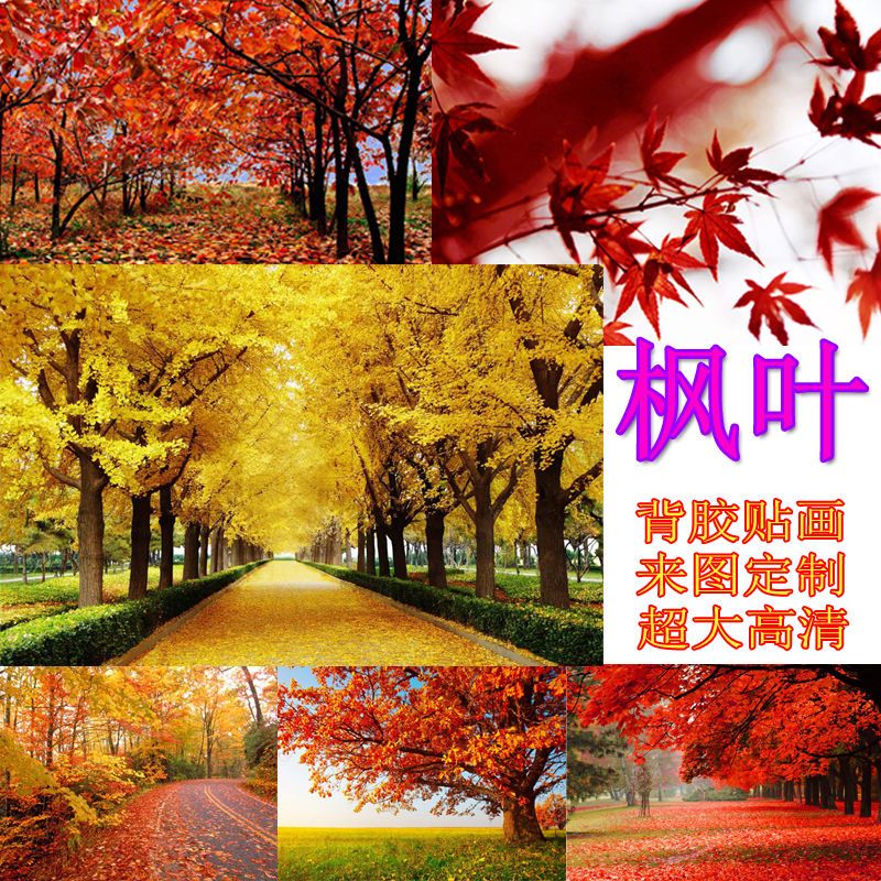 枫叶枫树秋天风景画装饰画贴画挂画火红树林田园风超大高清背胶