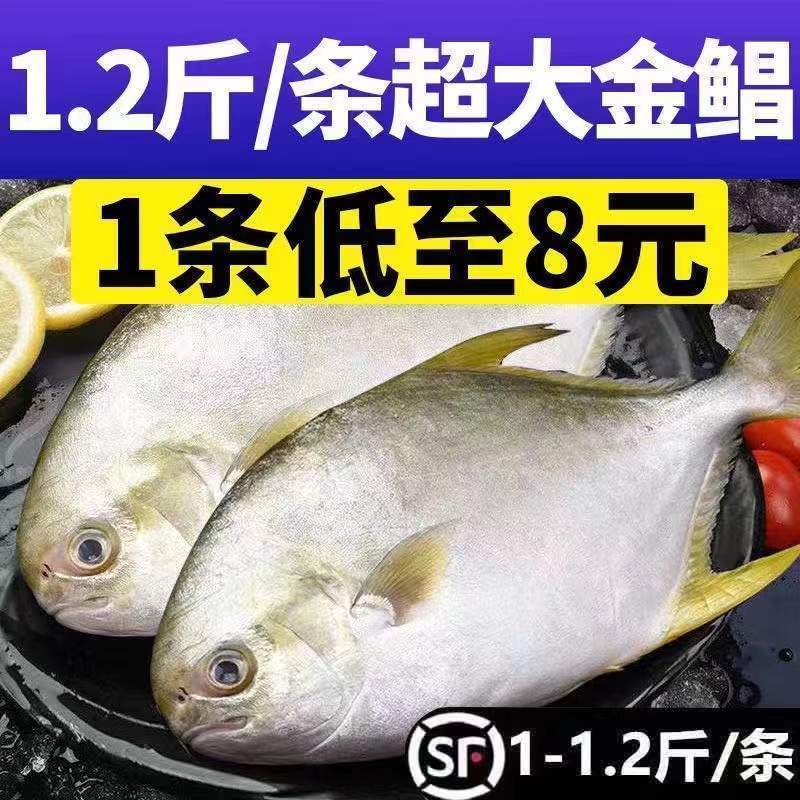 【特价冲量】新鲜特大号金鲳鱼批发一箱肉鲳鱼平鱼白鲳鱼海鲜水产