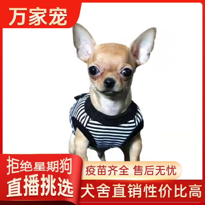 纯种吉娃娃幼犬活体吉娃娃宠物狗小型犬长不大袖珍犬玩具犬狗狗
