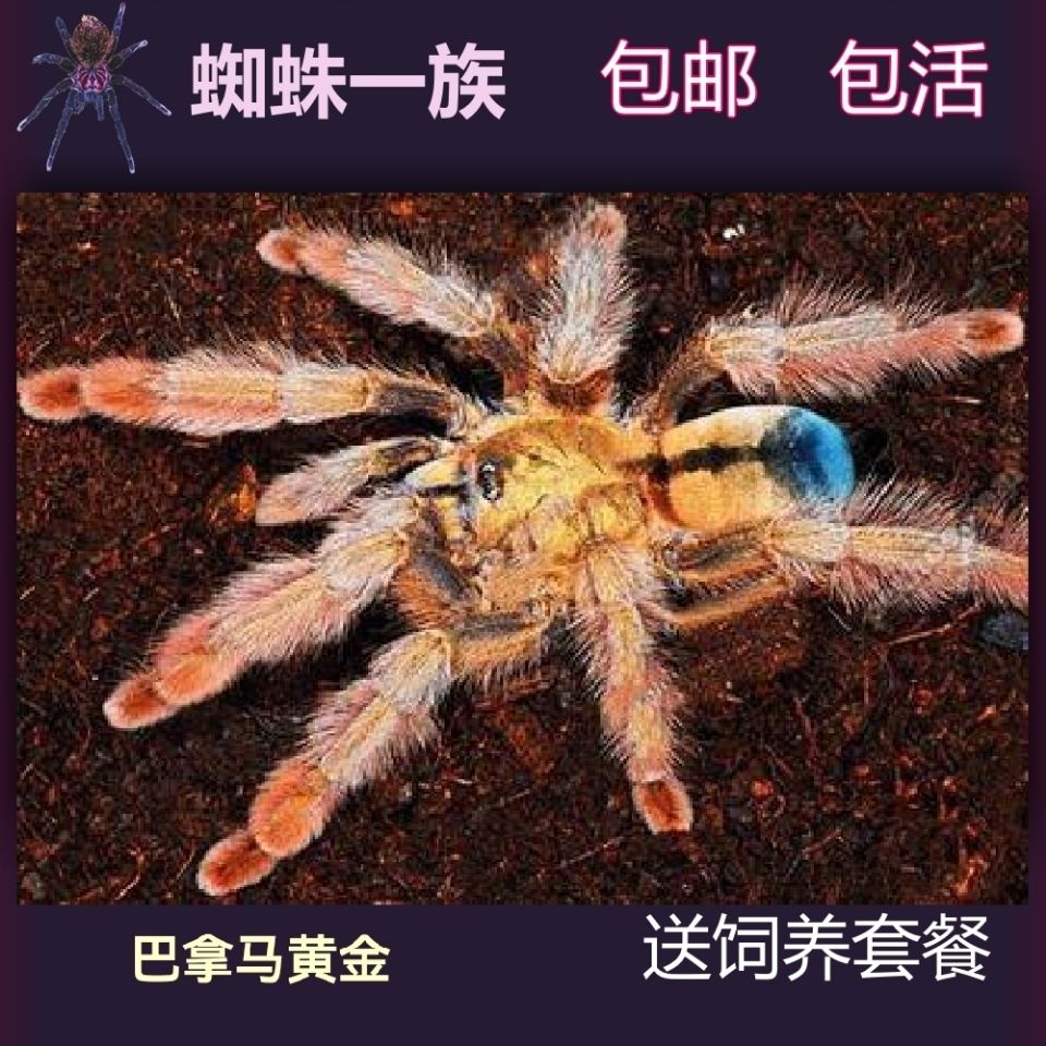 巴拿马黄金2-6厘米宠物蜘蛛艳丽金色热门树栖品种生长速度快