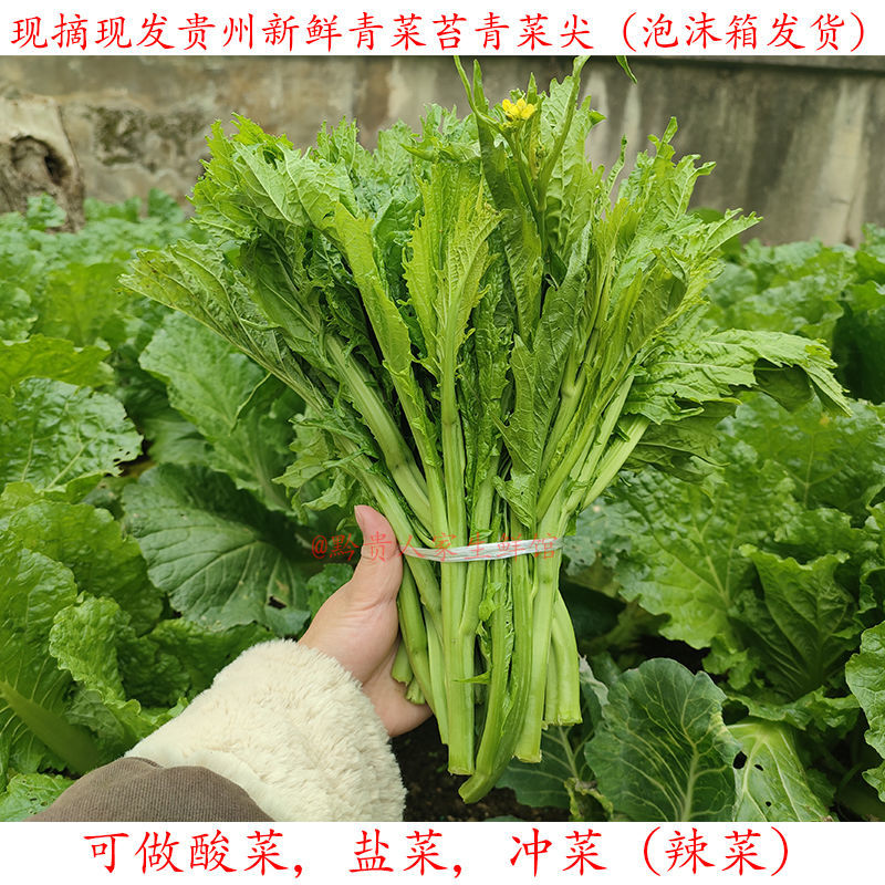 贵州新鲜嫩青菜尖芥菜苦菜苔青菜薹现摘蔬菜可做腌菜泡菜酸菜辣菜