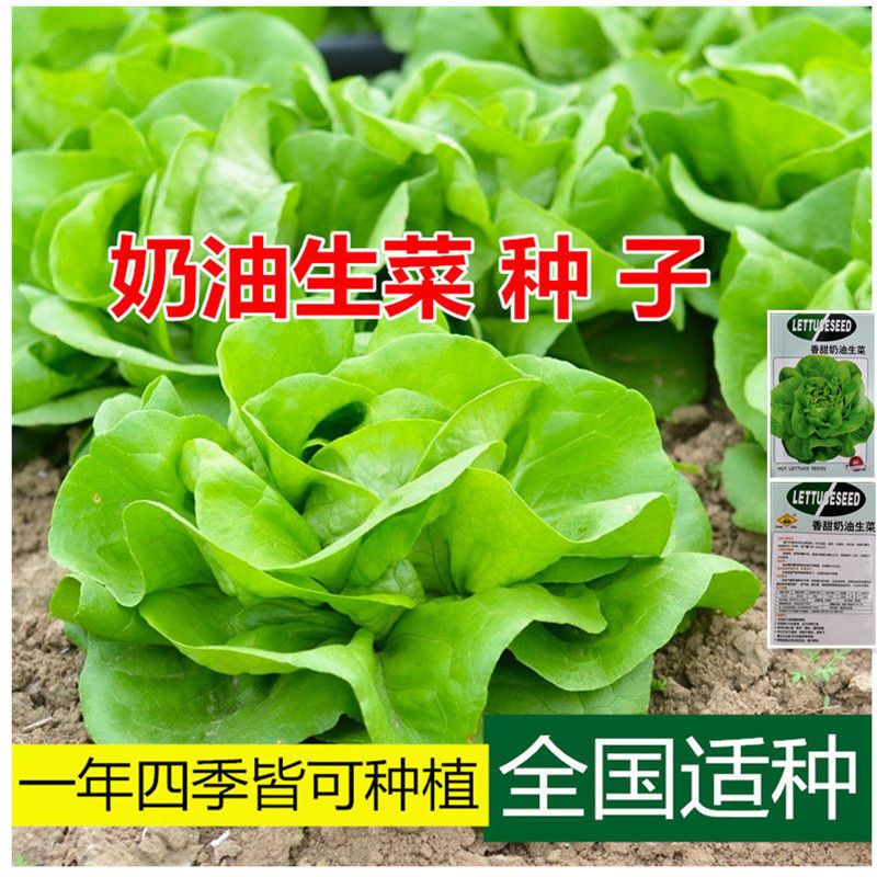 生菜种子四季沙拉菜脆嫩奶油生菜意大利生菜阳台盆栽易种蔬菜种子