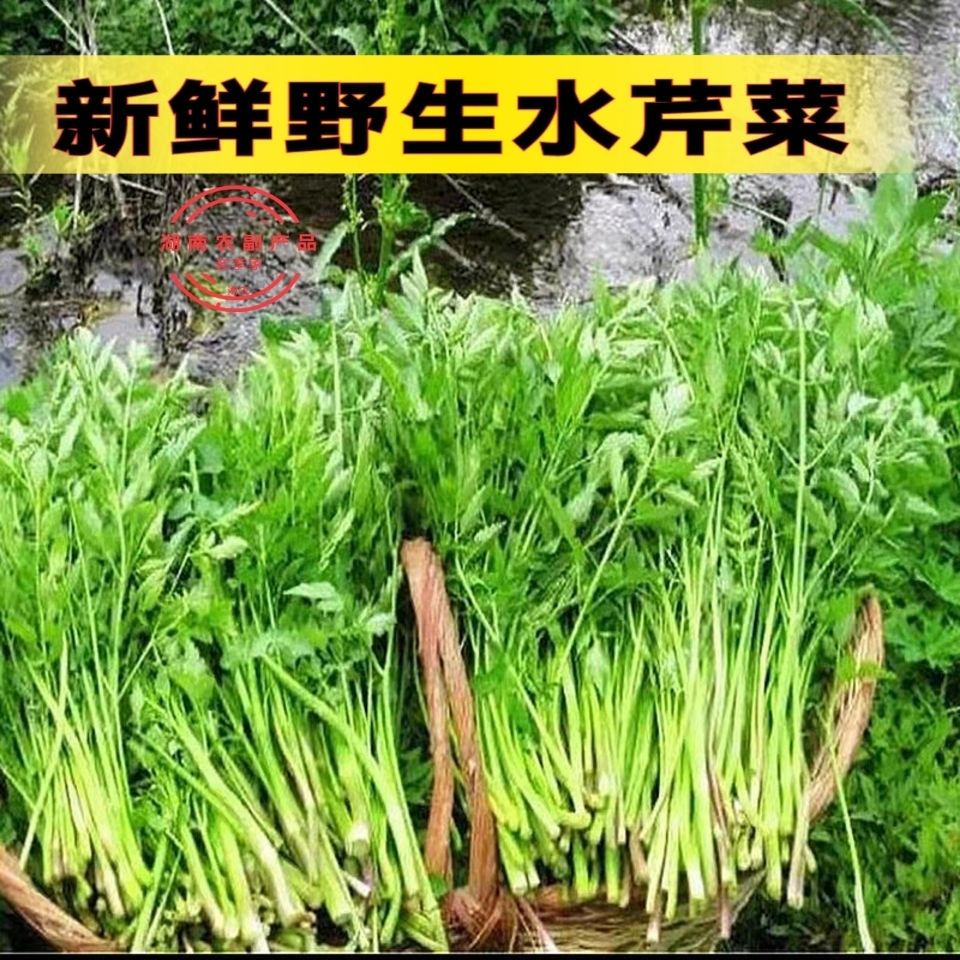 【野生水芹菜】湖南新鲜野生水芹菜芹菜野芹菜时令蔬菜小叶芹菜【3月1