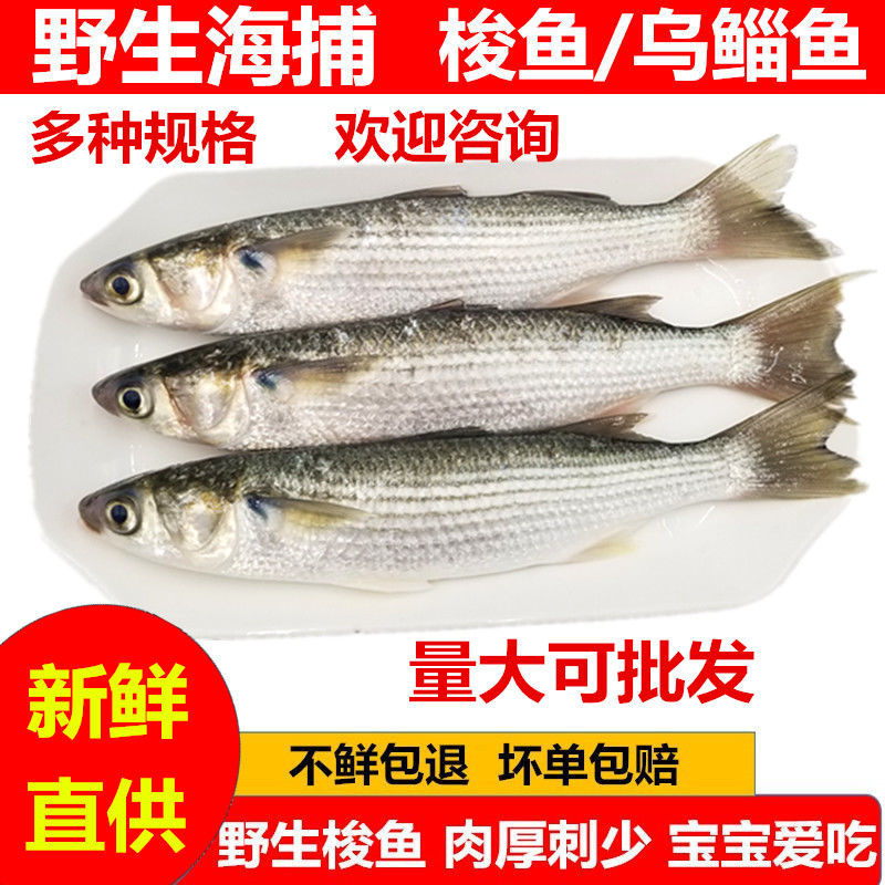 批发新鲜梭鱼1-10斤海鲜乌鲻鱼乌头鱼肉厚刺少宝宝爱吃水产营养高