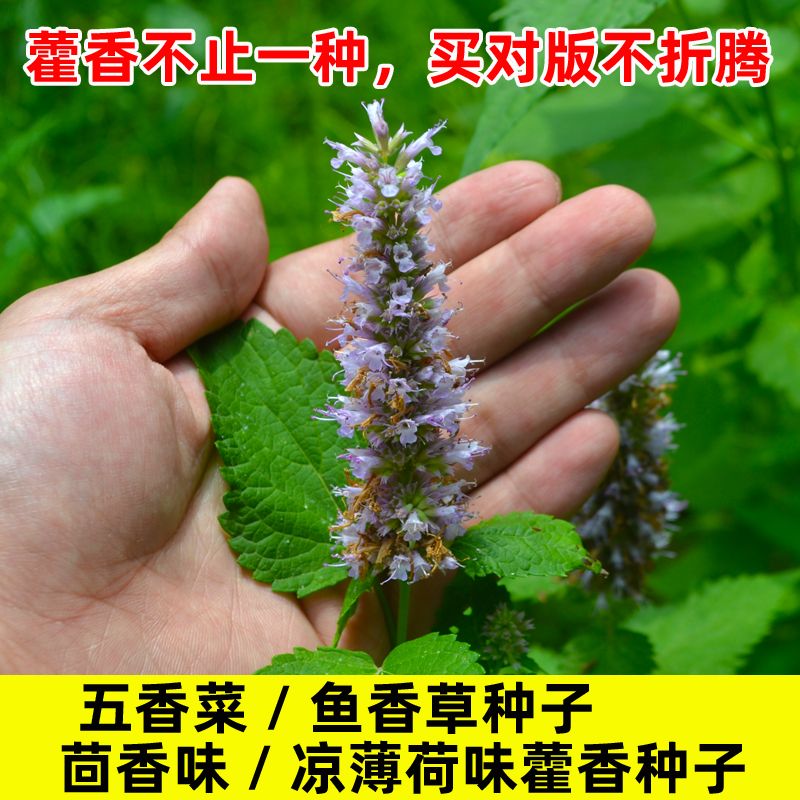 正宗霍香种子鱼香草五香菜茴香味薄荷味药用解暑霍香正气种籽蔬菜