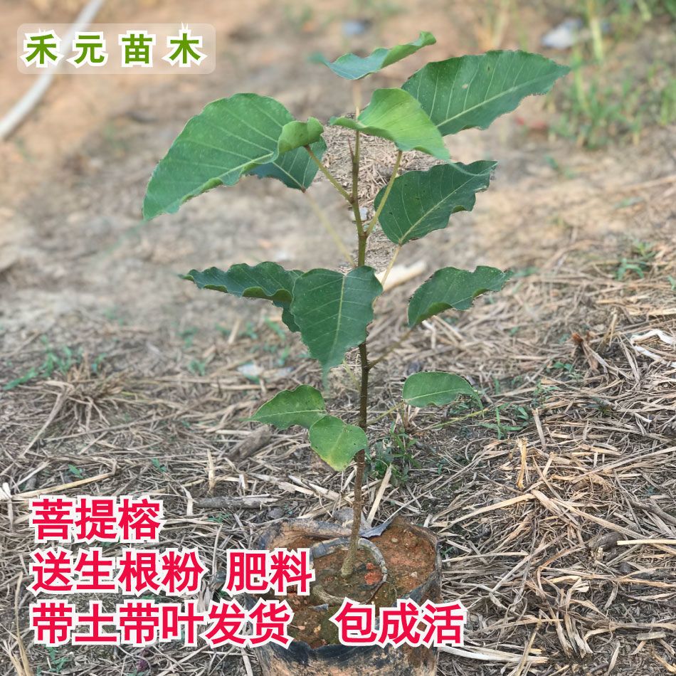 正宗菩提树苗盆栽珍贵平安树金刚菩提榕佛教圣树室内镇宅绿化苗