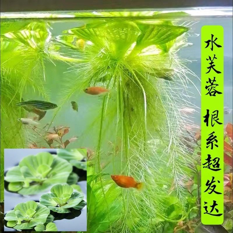 浮萍水草植物造景净化水质的养龟缸养鱼缸用品漂浮水芙蓉苗水葫芦