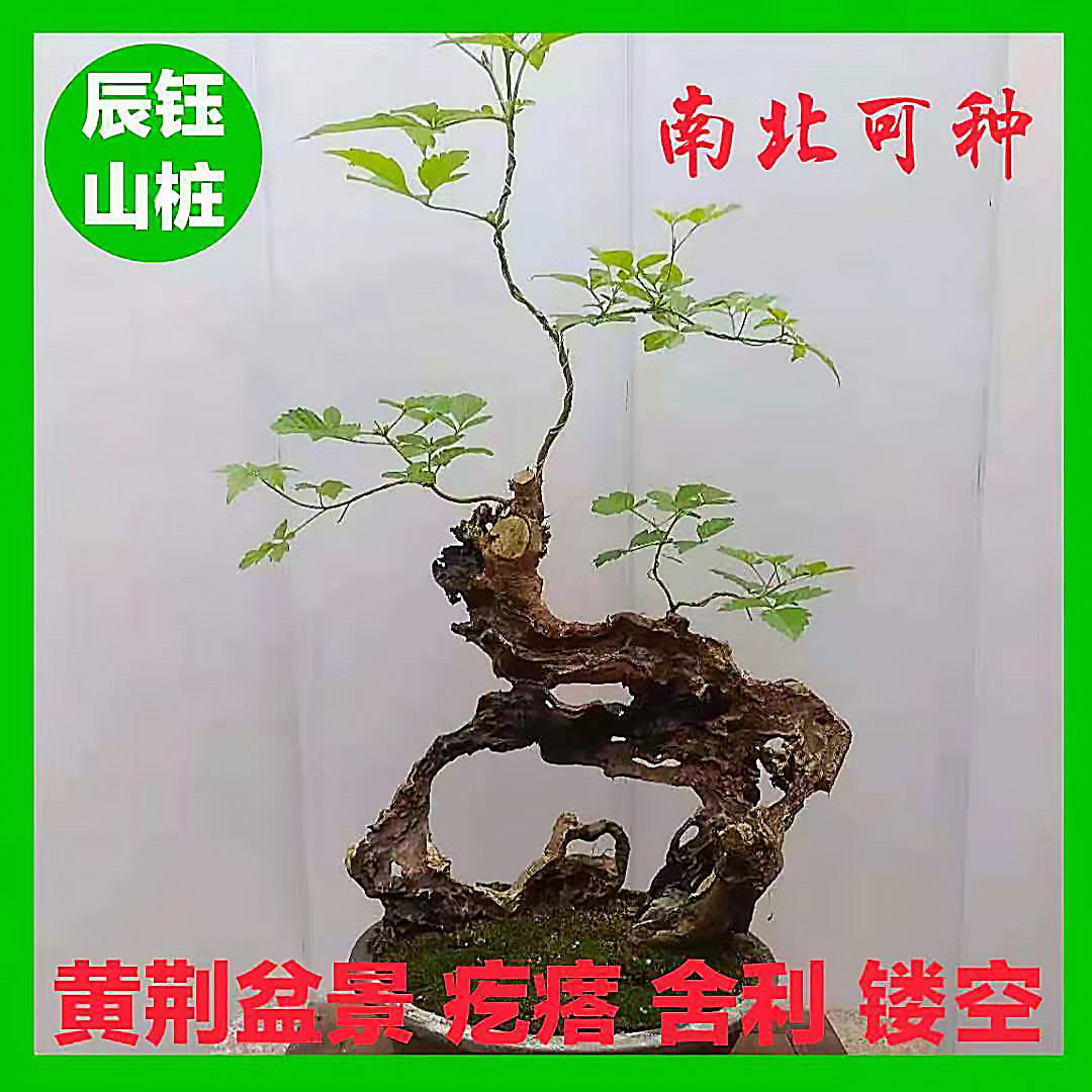 黄荆盆景老桩疙瘩舍利镂空生桩易活植物花卉南北可种室内阳台客厅