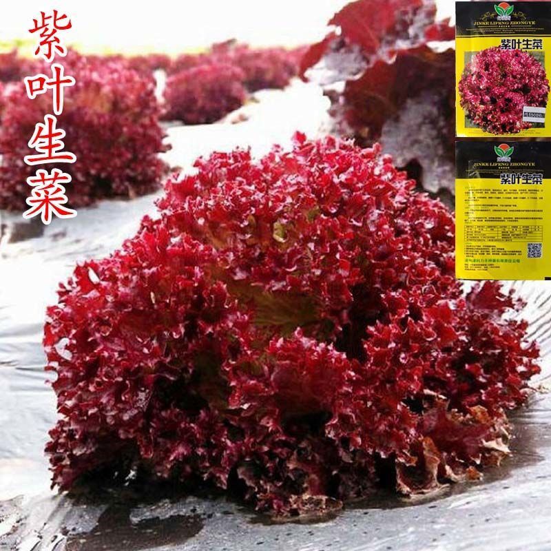 彩叶生菜阳台盆栽蔬菜种子奶油生菜生紫叶菜种子阳台盆栽四季播种
