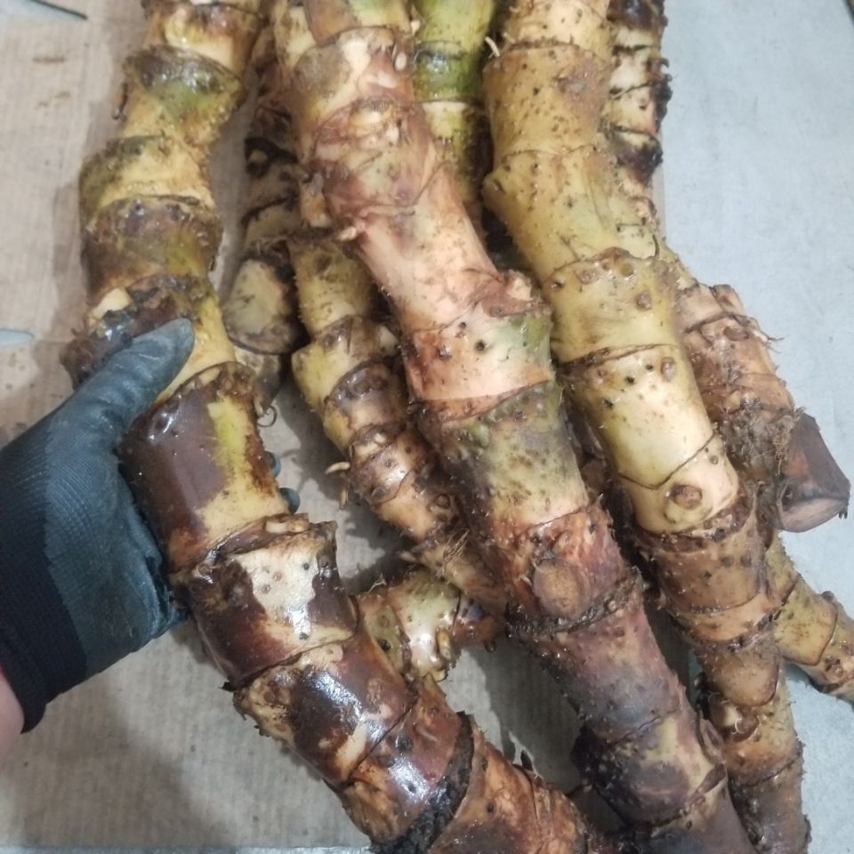 10斤/散淋化结 水刺芋 簕茨菇 刺芋 山连藕 野生新鲜现采5000克