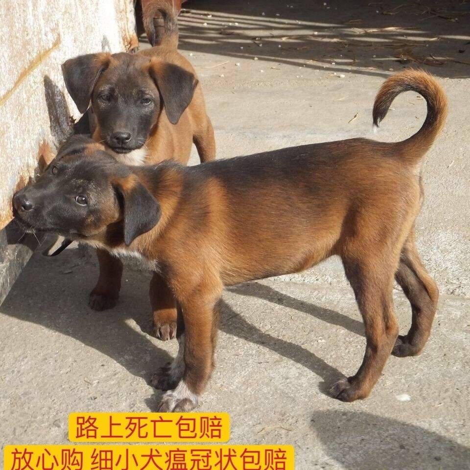 青山犬活体 赶山犬 猎犬 速度快 灵敏 灵活 四川凉山犬幼崽【3月14