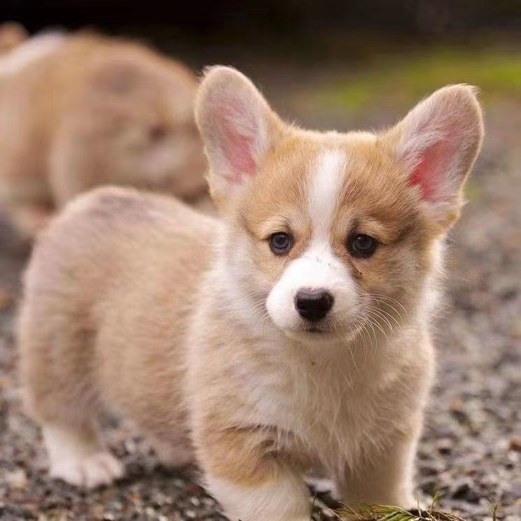 柯基犬混血幼犬活体小奶狗宠物狗可爱小狗狗家养狗柯基串串小型狗【3