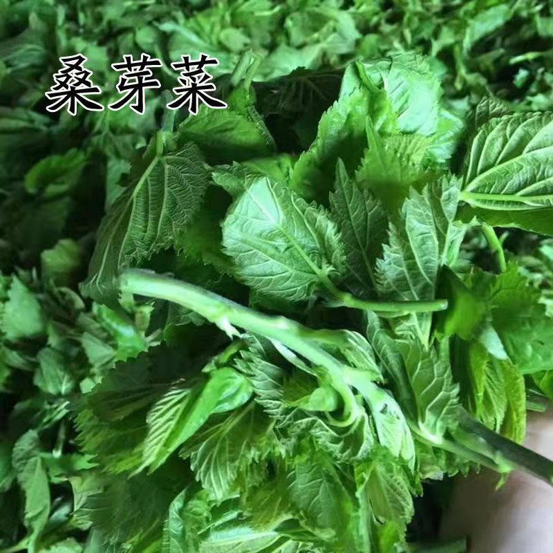 桑芽菜种子食用桑叶菜头芽健康菜桑嫩芽食疗绿色天然农家自栽蔬菜