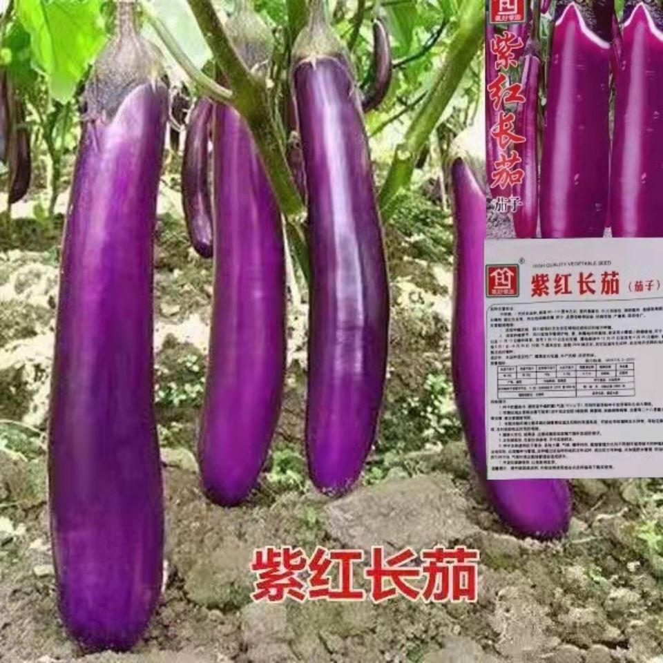 紫红长茄种籽阳台盆栽紫茄子种子农家紫茄种子春秋播高产蔬菜种子