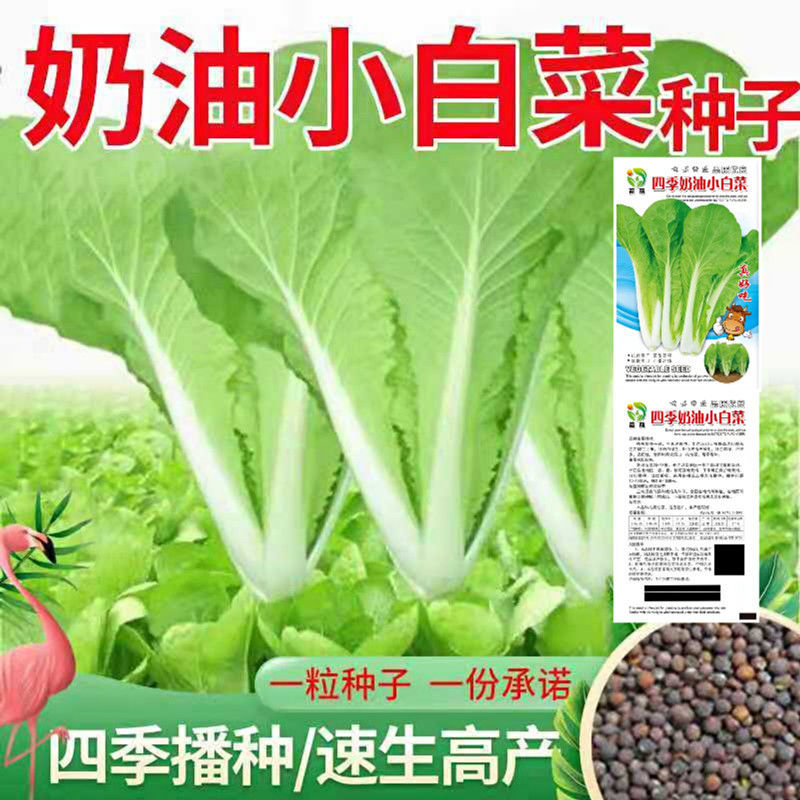 四季速生奶油小白菜种子阳台盆栽庭院种菜籽种易种蔬菜籽蔬菜种子