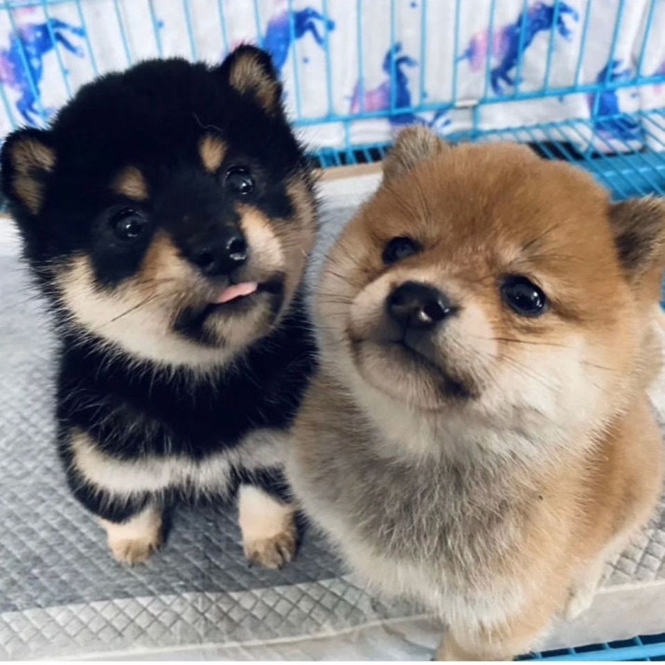 柴犬幼犬活体豆柴秋田犬小型黑柴家养小型狗【3月21日发完】