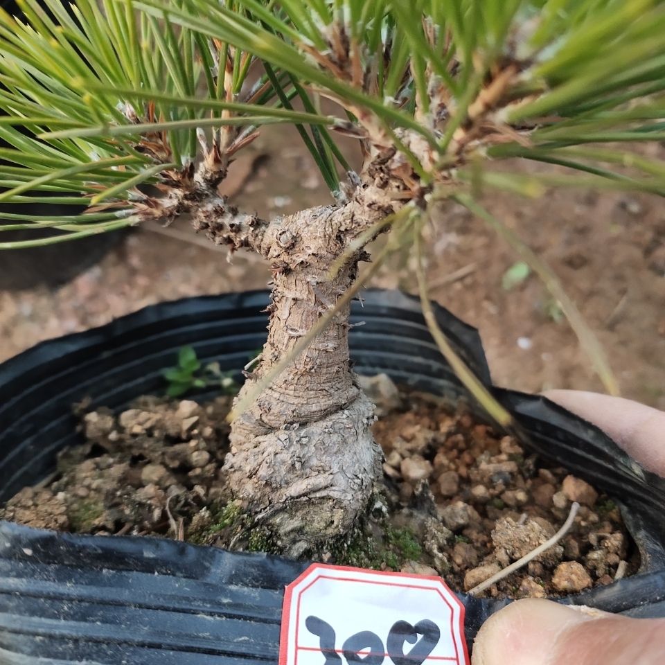 6年童子功三河黑松矮霸小品特殊区域不包邮