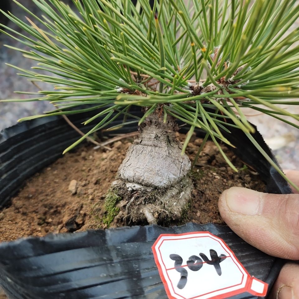 6年童子功三河黑松矮霸小品特殊区域不包邮