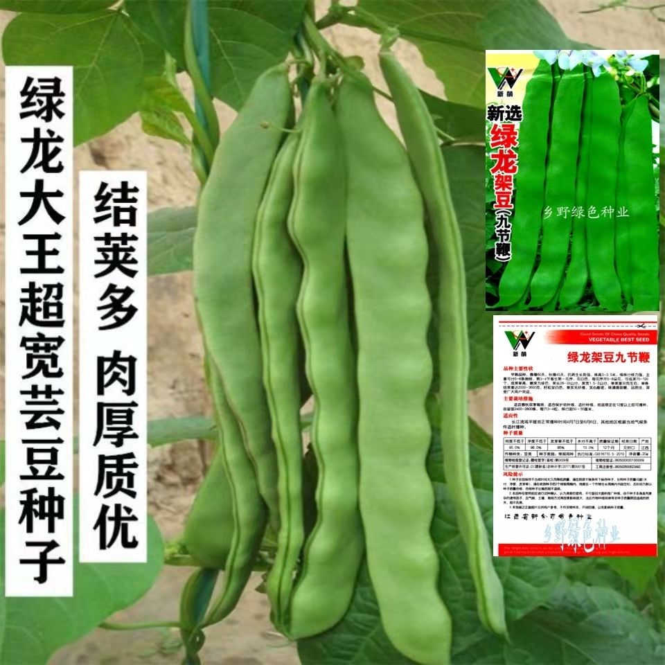宽扁芸豆种春秋冬季扁青豆角种子无筋架豆油豆籽爬藤菜豆蔬菜种孑