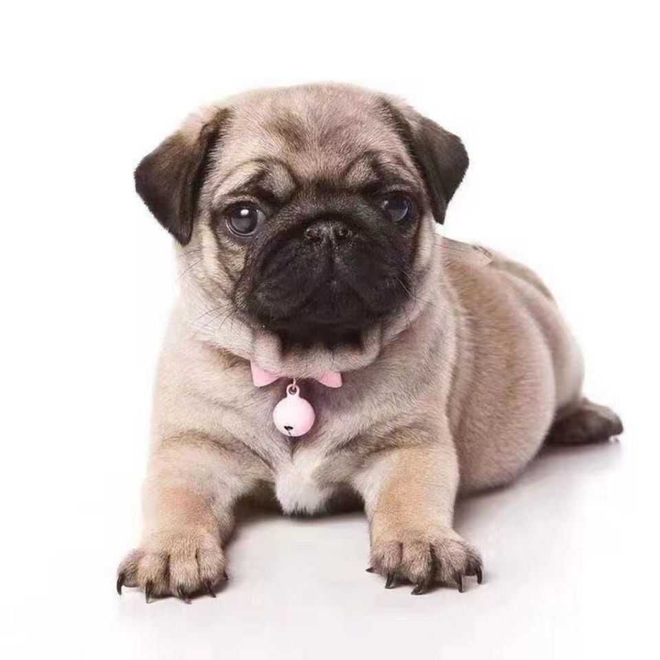 田园混血巴哥活体狗狗巴哥犬短毛迷你八哥幼犬黑脸巴哥幼犬憨厚型【3