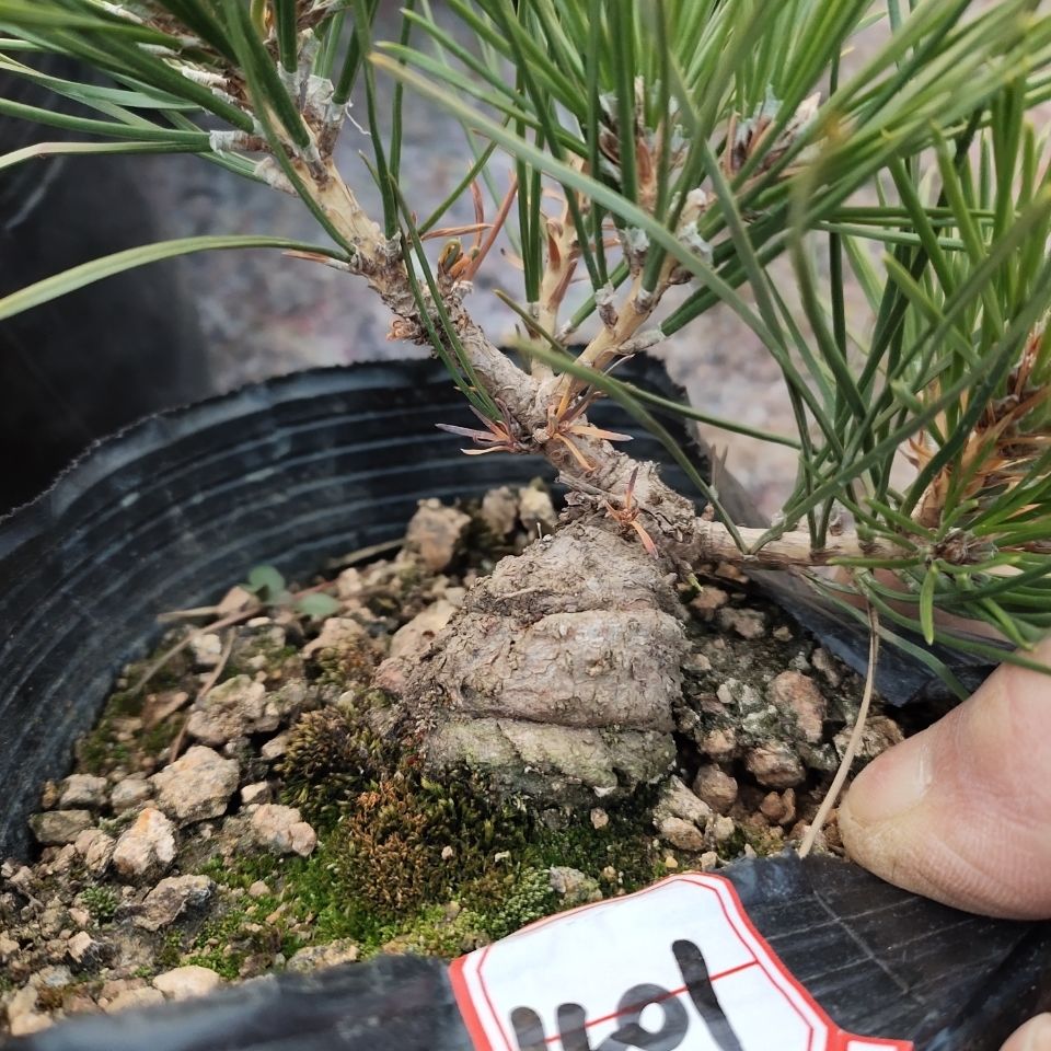 6年童子功三河黑松矮霸小品特殊区域不包邮