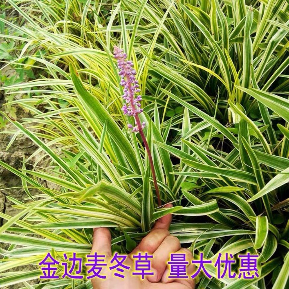 金边麦冬草会开花庭院别墅绿化耐寒耐践踏地被花草工程苗沿阶草