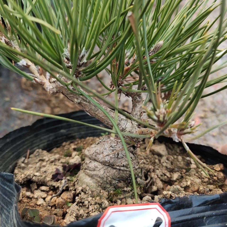 6年童子功三河黑松矮霸小品特殊区域不包邮