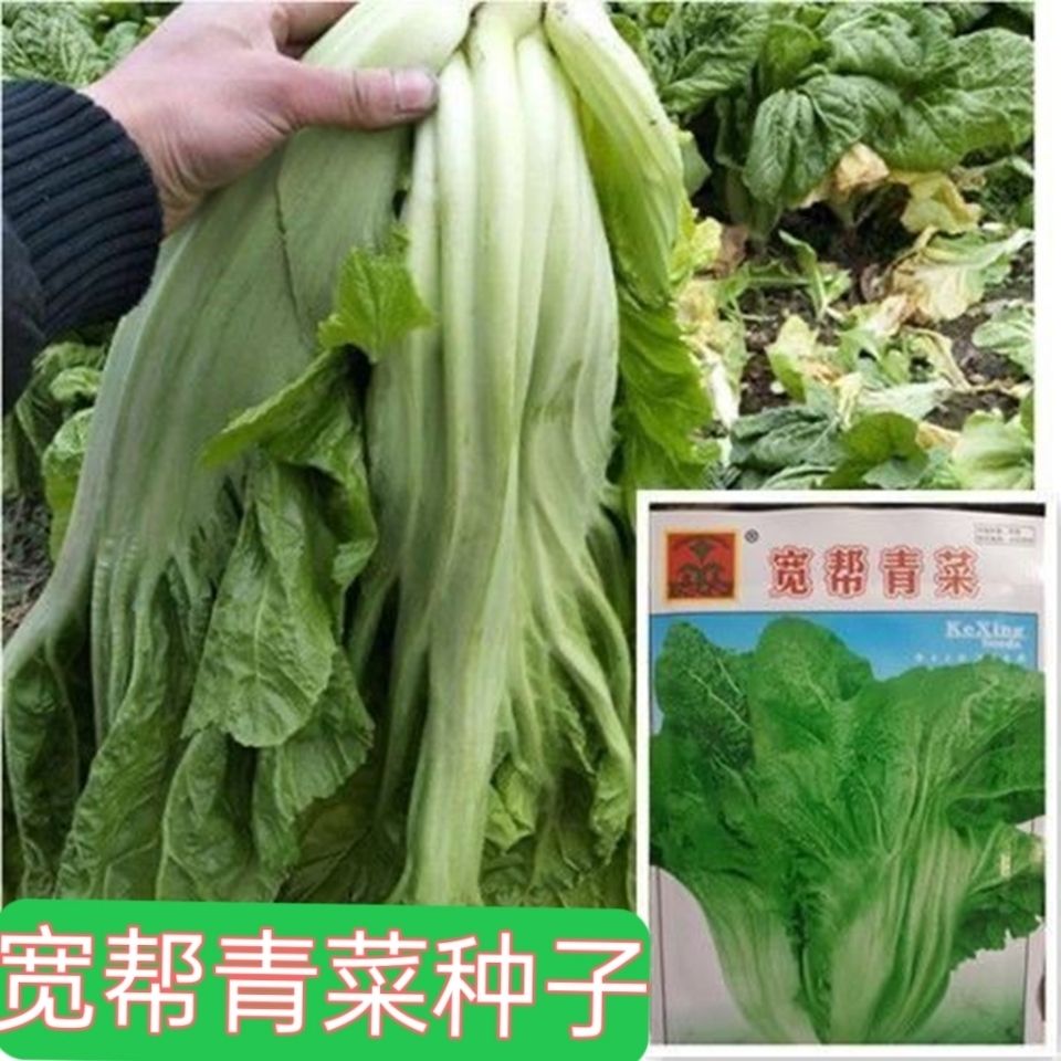 四川芥菜泡青菜种籽大肉青种子菜籽菜种酸菜鱼泡菜蔬菜孑阳台籽种