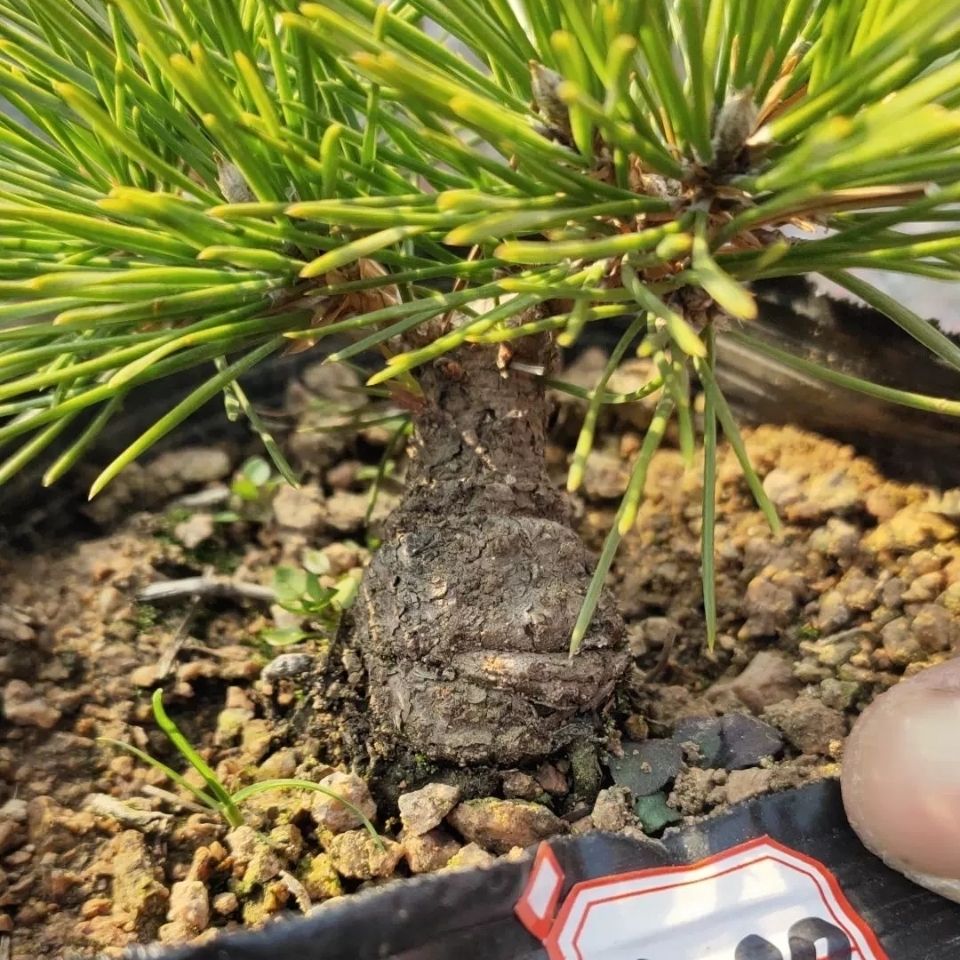 6年童子功三河黑松矮霸小品特殊区域不包邮