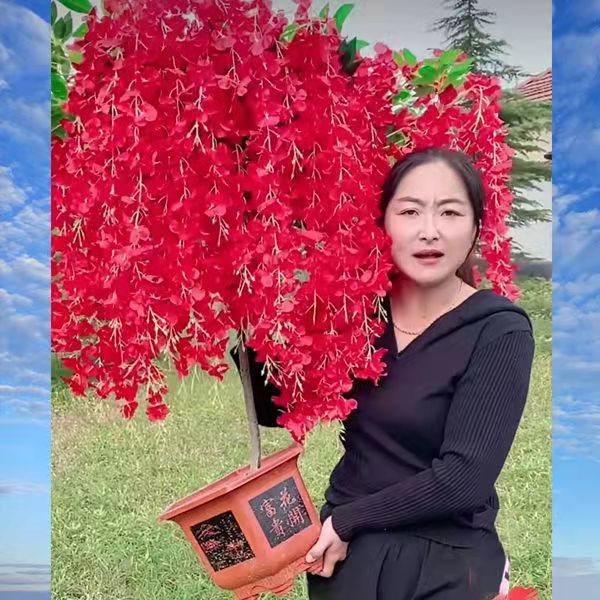 紫藤花树苗四季开花盆栽地栽南北方阳台庭院种植耐寒耐旱当年开花 虎窝拼