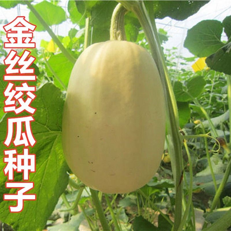 金丝搅瓜种子脆嫩爽口天然粉丝黄金南瓜早熟奇瓜绞瓜四季易种蔬菜