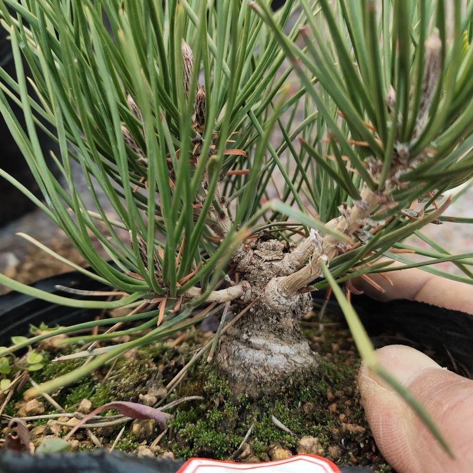 6年童子功三河黑松矮霸小品特殊区域不包邮