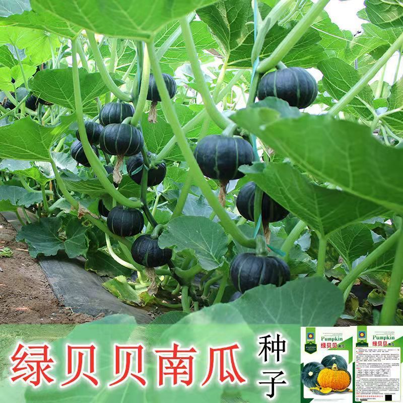【原装】绿贝贝南瓜种子四季种植高产南瓜籽香甜糯板栗小南瓜种籽