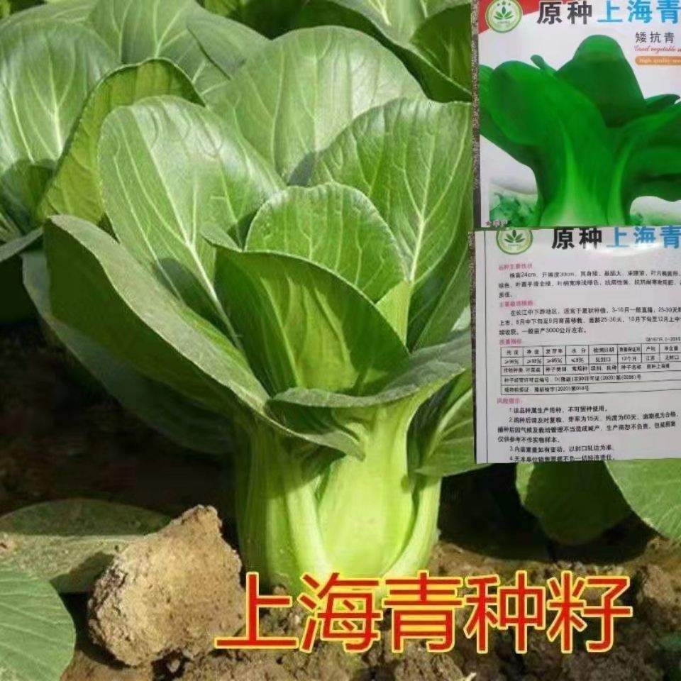 原种上海青种子小白菜菜种子矮脚小青菜籽蔬菜种子油菜四季播种