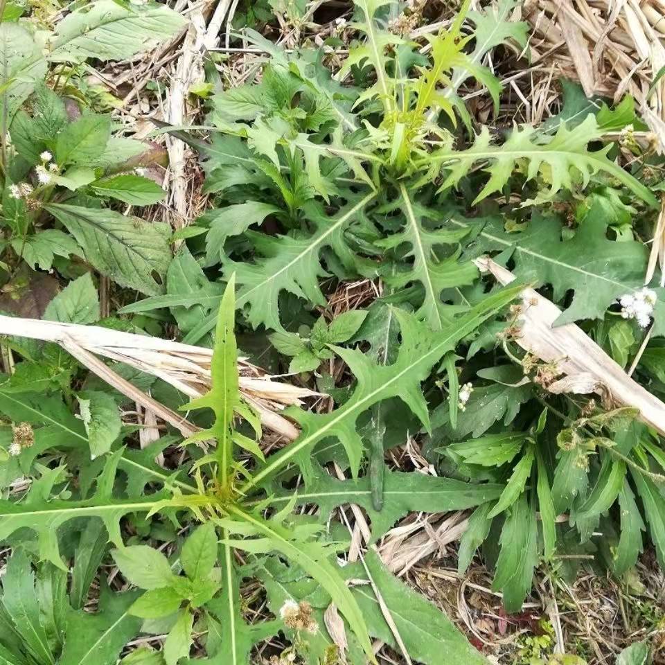 野苦荬种子野生青草药北山莴苣山苦菜苦阑尾草野莴苣种子可食可药