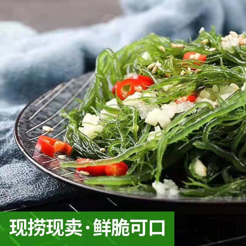 新鲜龙须菜盐渍龙须菜海菜海石花鹿角菜海藻海藻菜海鲜凉拌菜火锅
