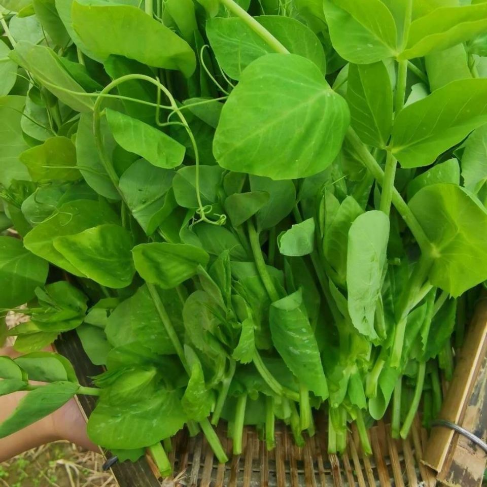 新鲜豌豆尖贵州云雾镇露天种植自产自销火锅菜