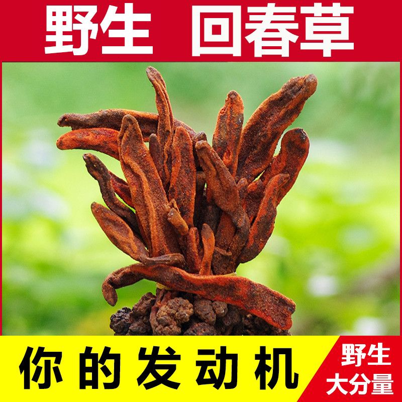 云南回春草野生回春草不老草起阳草回春草泡酒料回春草野生泡酒