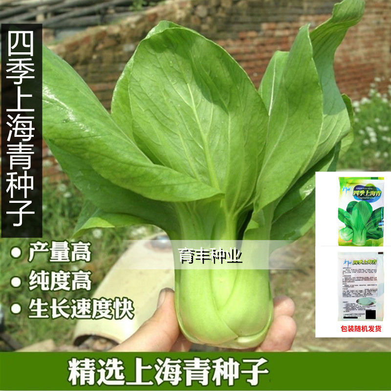 【原厂包装】四季上海青种子 矮脚四月曼鸡毛菜种子农家蔬菜种子