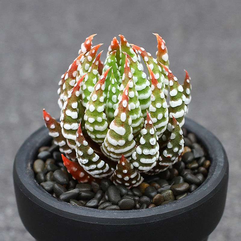 鹰爪硬叶十二卷多肉植物新手组合配盆办公室桌面绿植花卉小盆栽