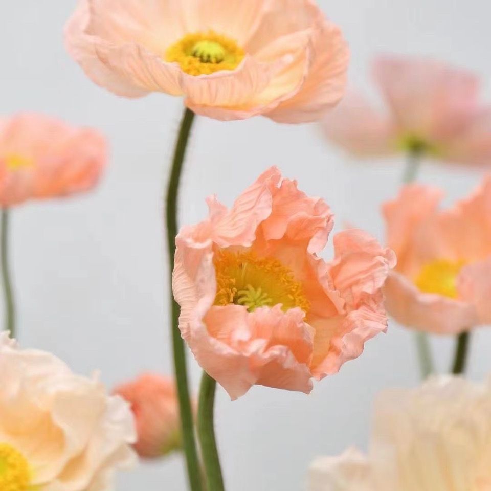 意大利虞美人盆栽花苗耐寒春季花卉可做切花