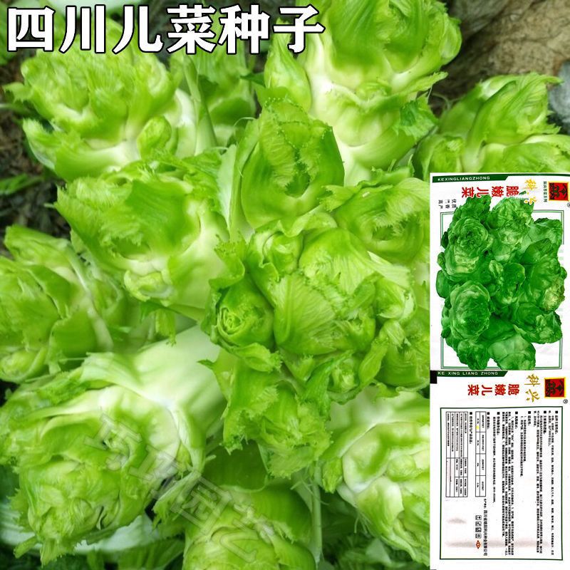 四川儿菜种子 菜榨菜种子大头菜种子 芥菜包心青菜腌制泡菜蔬菜籽