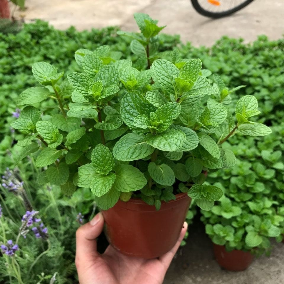 薄荷盆栽可食用薄荷苗办公室内绿植迷迭香驱蚊植物