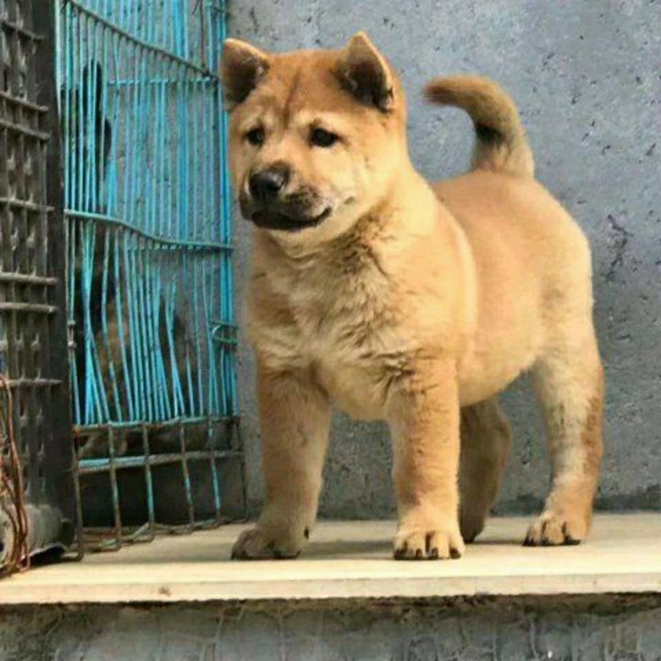 广西土猎犬纯种赶山狗幼犬狗崽狗狗活体黄色土狗虎斑犬中华田园犬【3