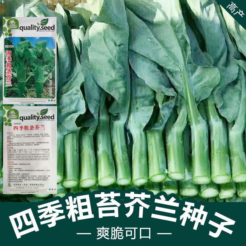 甜脆鸡腿芥蓝种子粗条籽芥兰广东四季菜籽大芥兰菜秋季蔬菜种籽孑