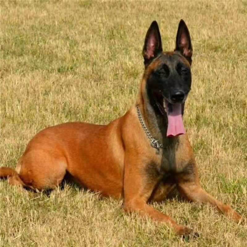 纯种马犬活体爆红比利时马犬幼犬看家护院犬警犬大型犬军犬宠物狗【3